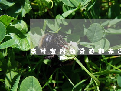 支付宝网商贷逾期未还 支付宝网商贷逾期未还