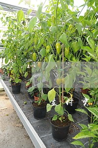 支付宝网商贷逾期未还款 支付宝网商贷逾期未还款