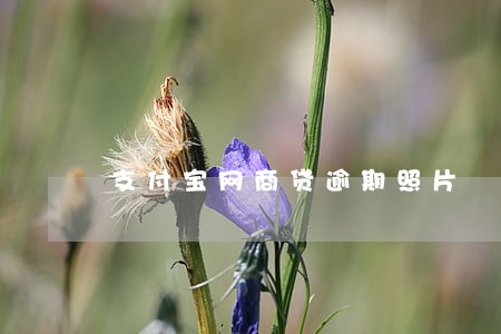 支付宝网商贷逾期照片