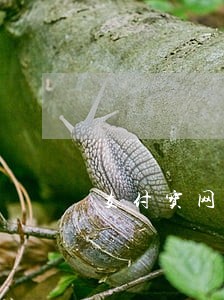 支付宝网商贷逾期被起诉了 支付宝网商贷逾期被起诉了