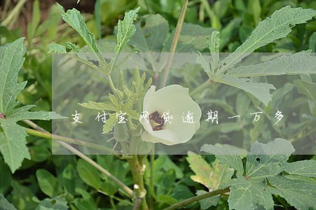 支付宝网贷逾期一万多 支付宝网贷逾期一万多