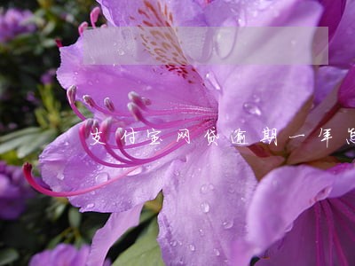 支付宝网贷逾期一年怎么办 支付宝网贷逾期一年怎么办