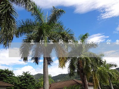 支付宝网贷逾期了会怎么办