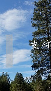 支付宝花呗4万元逾期后果 支付宝花呗4万元逾期后果