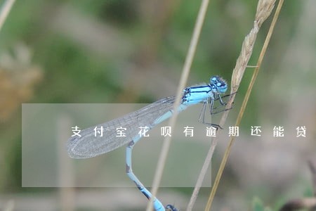 支付宝花呗有逾期还能贷款吗 支付宝花呗有逾期还能贷款吗