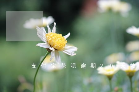 支付宝花呗逾期20天被催收