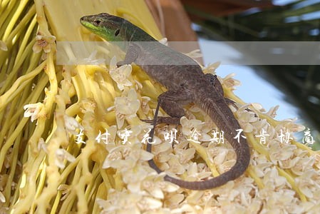 支付宝花呗逾期不肯协商