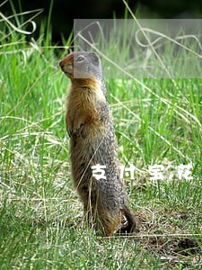 支付宝花呗逾期能办理信用卡吗 支付宝花呗逾期能办理信用卡吗