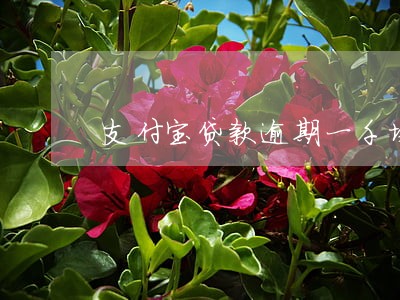 支付宝贷款逾期一千块 支付宝贷款逾期一千块
