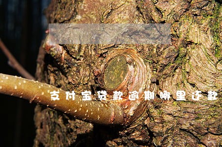 支付宝贷款逾期哪里还款 支付宝贷款逾期哪里还款