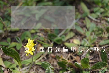 支付宝贷款逾期怎么办6 支付宝贷款逾期怎么办6