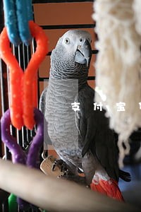 支付宝贷款逾期说要立案 支付宝贷款逾期说要立案