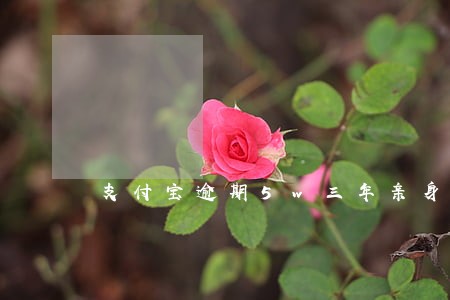 支付宝逾期5w三年亲身经历 支付宝逾期5w三年亲身经历