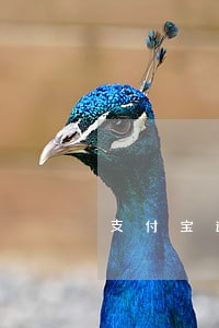 支付宝逾期6万可以只还本金吗