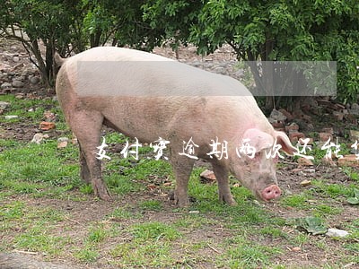 支付宝逾期两次还能贷款吗 支付宝逾期两次还能贷款吗