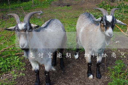 支付宝逾期了如何协商只还本金 支付宝逾期了如何协商只还本金