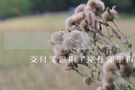支付宝逾期了能在那里再贷款 支付宝逾期了能在那里再贷款