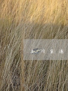 支付宝逾期了能贷款买车吗 支付宝逾期了能贷款买车吗