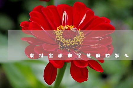 支付宝逾期了芝麻粒怎么获得 支付宝逾期了芝麻粒怎么获得