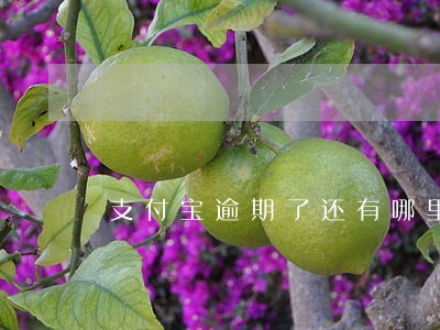 支付宝逾期了还有哪里能贷款