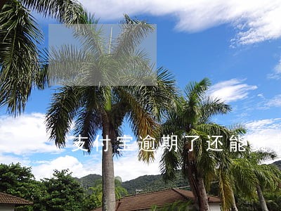 支付宝逾期了还能贷款吗 支付宝逾期了还能贷款吗