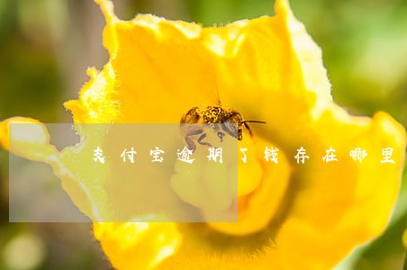 支付宝逾期了钱存在哪里 支付宝逾期了钱存在哪里