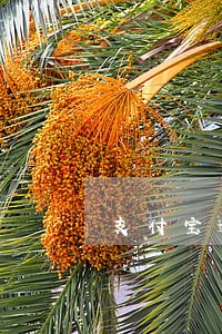 支付宝逾期什么网贷可以下款 支付宝逾期什么网贷可以下款