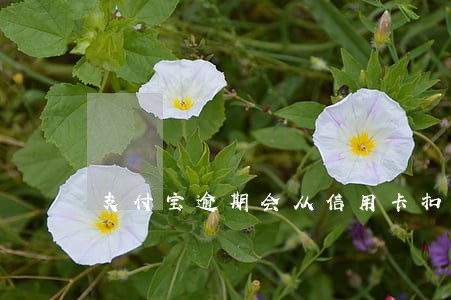 支付宝逾期会从信用卡扣费 支付宝逾期会从信用卡扣费