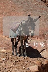 支付宝逾期会像亲朋好友吗 支付宝逾期会像亲朋好友吗