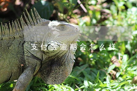 支付宝逾期会怎么样