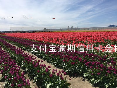 支付宝逾期信用卡会提额吗 支付宝逾期信用卡会提额吗