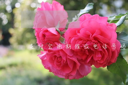 支付宝逾期催收电话号码信息 支付宝逾期催收电话号码信息