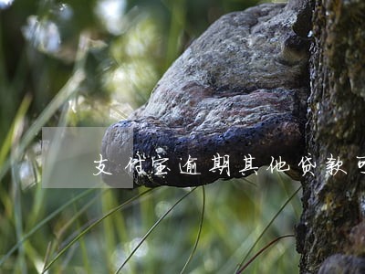 支付宝逾期其他贷款可一下吗 支付宝逾期其他贷款可一下吗