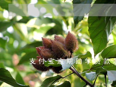 支付宝逾期助学贷款怎么还 支付宝逾期助学贷款怎么还