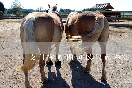 支付宝逾期可以只还本金