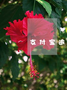 支付宝逾期可以申请信用卡吗 支付宝逾期可以申请信用卡吗