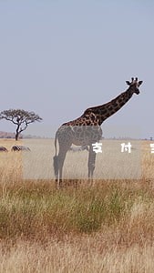 支付宝逾期在哪能贷款 支付宝逾期在哪能贷款