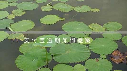 支付宝逾期如何撤案 支付宝逾期如何撤案