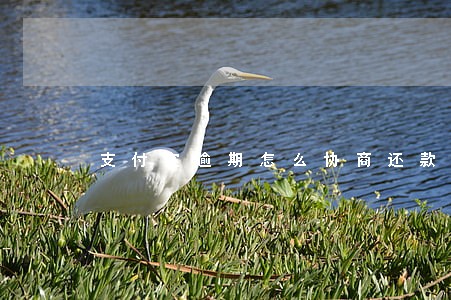 支付宝逾期怎么协商还款只还本金 支付宝逾期怎么协商还款只还本金