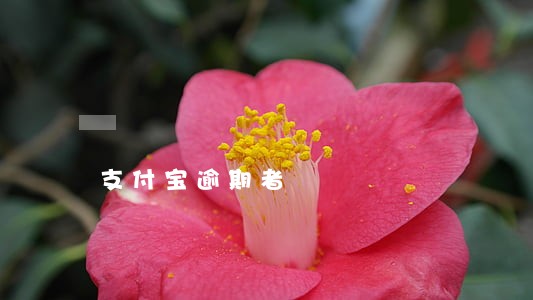 支付宝逾期者 支付宝逾期者