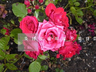 支付宝逾期能不能贷款买房 支付宝逾期能不能贷款买房
