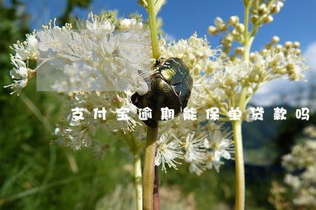 支付宝逾期能保单贷款吗 支付宝逾期能保单贷款吗
