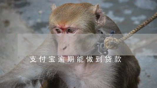 支付宝逾期能做到贷款 支付宝逾期能做到贷款
