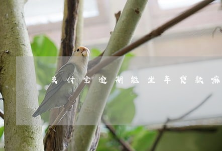 支付宝逾期能坐车贷款嘛 支付宝逾期能坐车贷款嘛