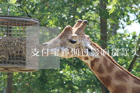 支付宝逾期过影响贷款买车吗 支付宝逾期过影响贷款买车吗
