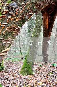 支付宝逾期还能做什么贷款 支付宝逾期还能做什么贷款