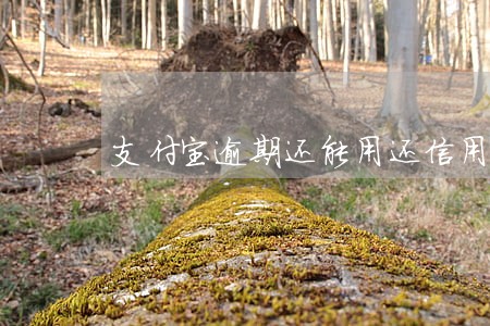 支付宝逾期还能用还信用卡么 支付宝逾期还能用还信用卡么