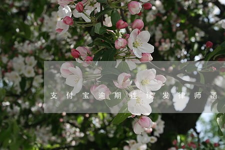 支付宝逾期连续发律师函 支付宝逾期连续发律师函