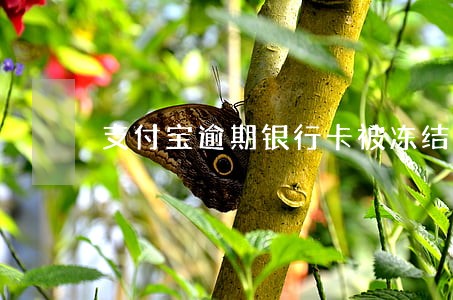 支付宝逾期银行卡被冻结怎么解除 支付宝逾期银行卡被冻结怎么解除
