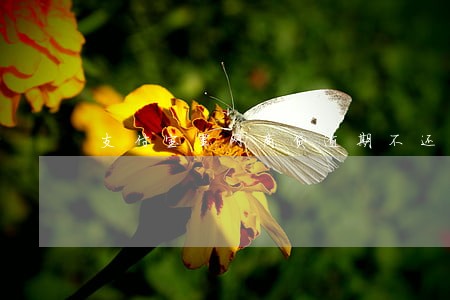 支付宝里网商贷逾期不还案例 支付宝里网商贷逾期不还案例